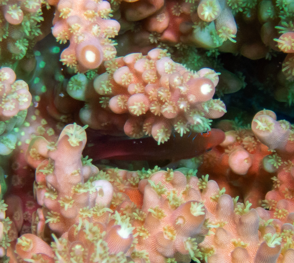 Five-bar Coralgoby