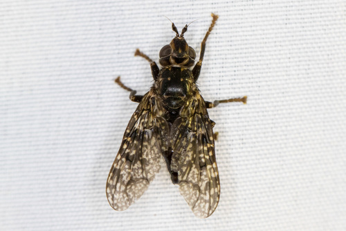 Pyrgota valida (Harris, 1835)