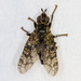 Sphecomyiella valida - Photo (c) Greg Lasley, some rights reserved (CC BY-NC), uploaded by Greg Lasley