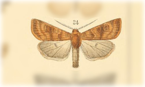 Boursinidia darwini