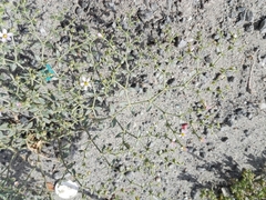 Fagonia bruguieri