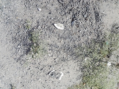 Fagonia bruguieri