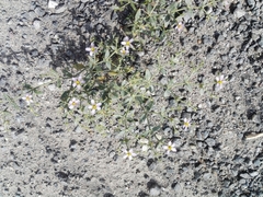 Fagonia bruguieri