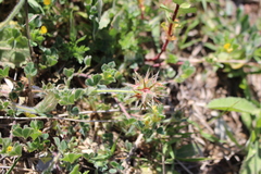 Trifolium stellatum