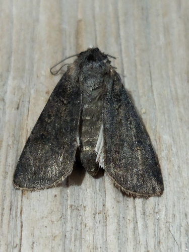Turnip Moth photo 4