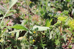 Trifolium stellatum