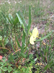 Oenothera spachiana