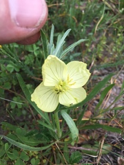 Oenothera spachiana