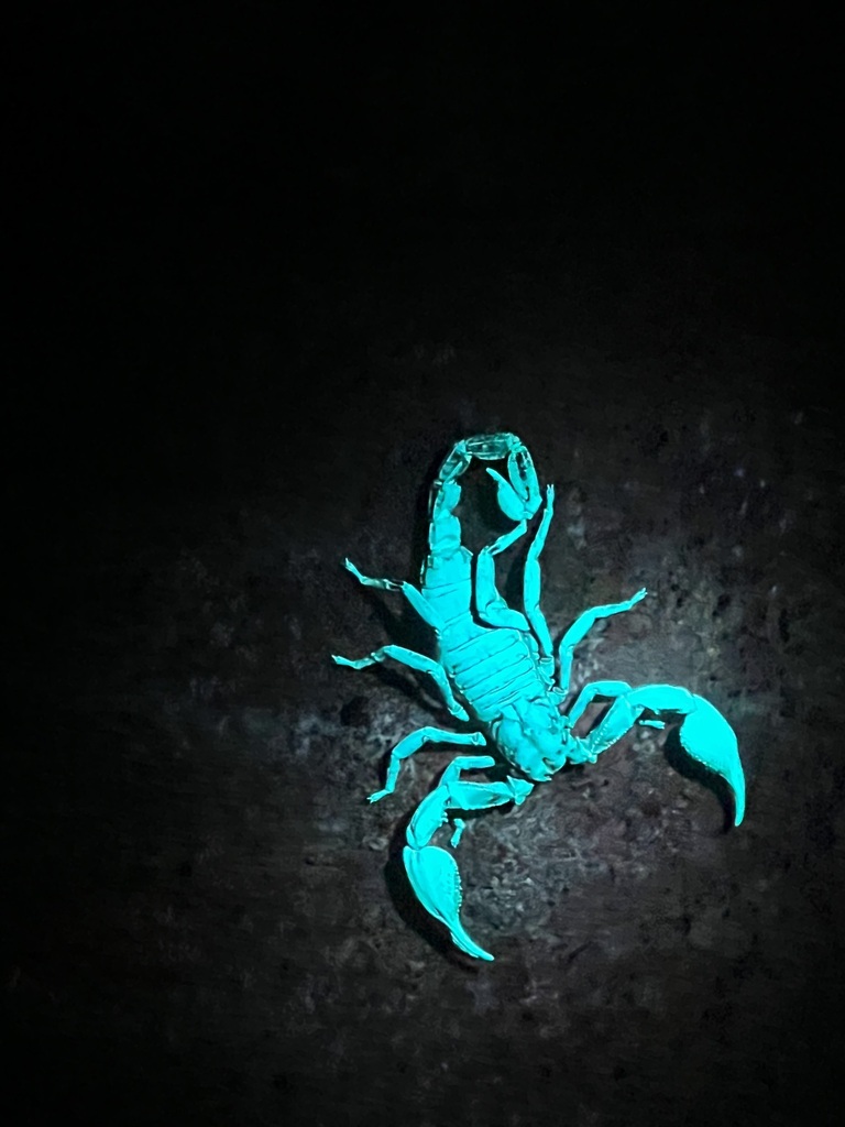 Asian Forest Scorpion From Pulau Ubin Singapore On September