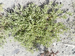 Suaeda aegyptiaca