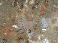 Actinothoe sphyrodeta