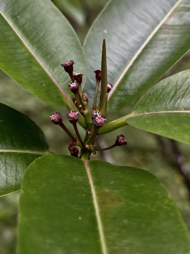 Euphorbia remyi observed 2022-01-11