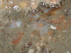 Actinothoe sphyrodeta