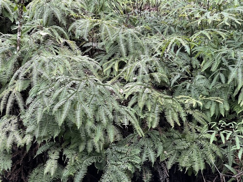 Sticherus owhyhensis