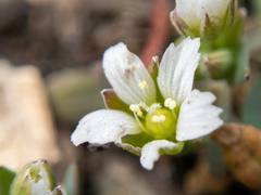 Holosteum umbellatum