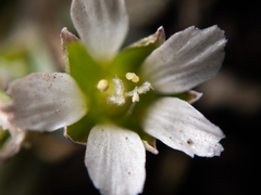 Holosteum umbellatum
