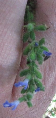 Image of Salvia occidentalis by (c) Ben Machado, some rights reserved (CC BY)