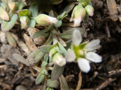 Holosteum umbellatum