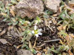 Holosteum umbellatum