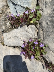 Cymbalaria muralis