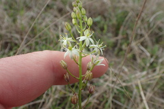 Schoenolirion wrightii