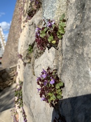 Cymbalaria muralis