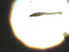 Imbribryum alpinum