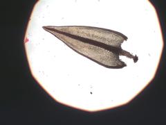 Imbribryum alpinum
