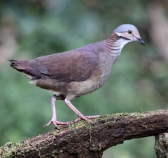 White-Throated Quail-Dove photo 3