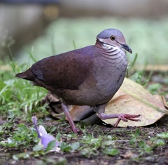 White-Throated Quail-Dove photo 4