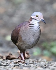 White-Throated Quail-Dove photo 2