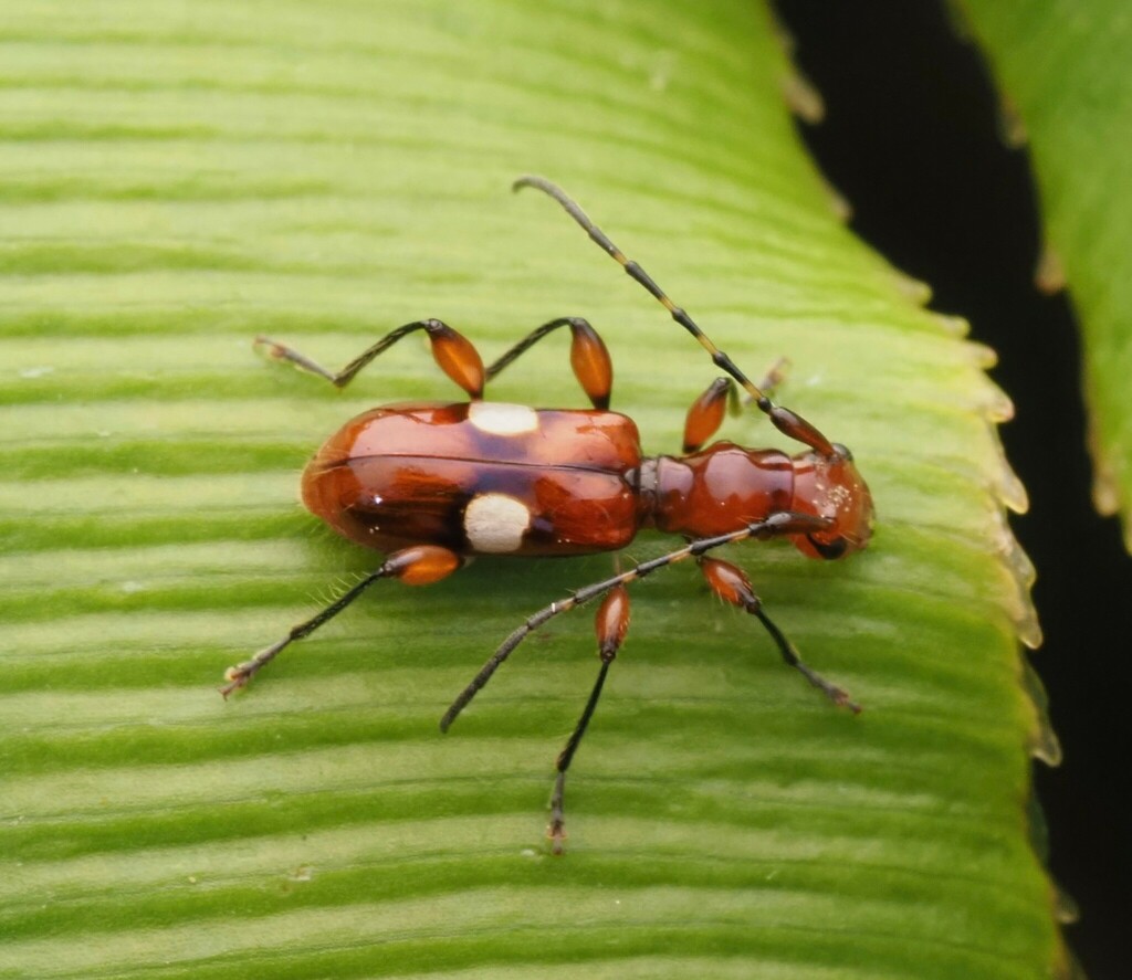 Zorion taranakiensis