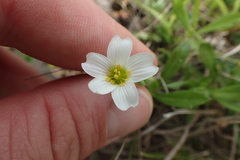 Mononeuria nuttallii