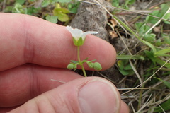 Mononeuria nuttallii