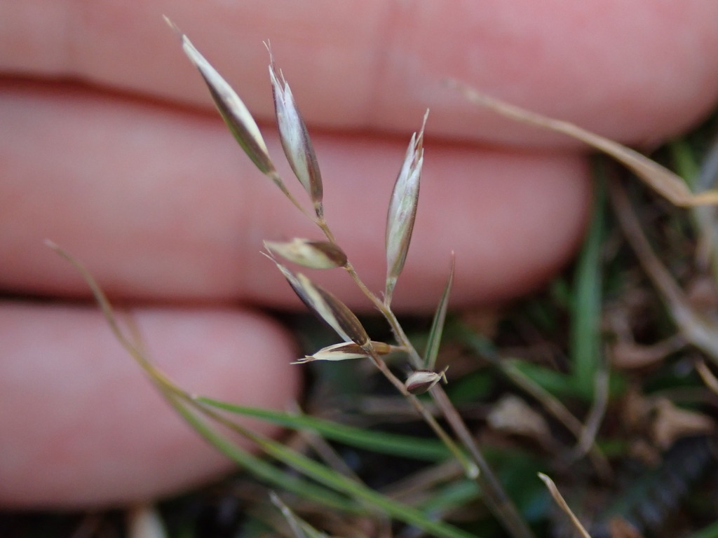 Rytidosperma maculatum