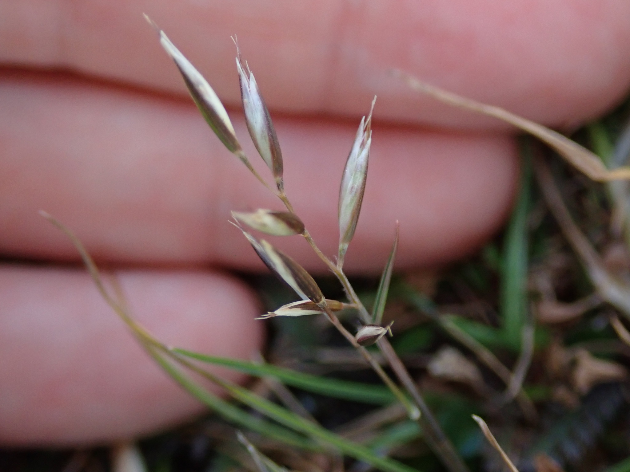 Rytidosperma maculatum