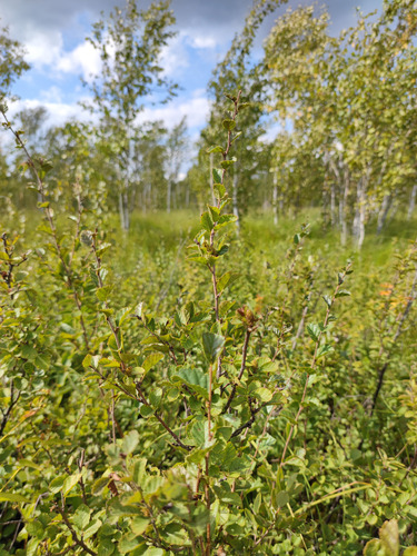 Betula humilis
