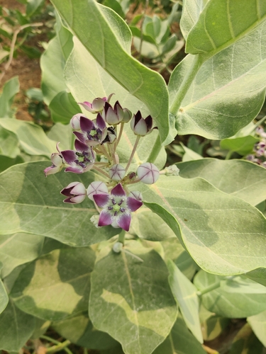 giant milkweed