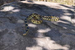 Pituophis deppei deppei