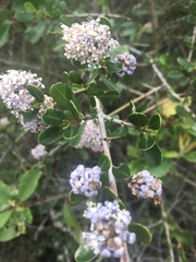 Ceanothus cuneatus ramulosus