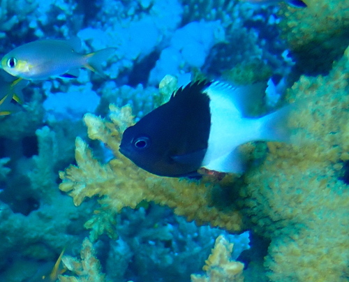 Half-and-half Chromis