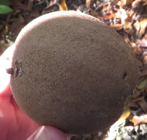 Manilkara zapota - Leaves