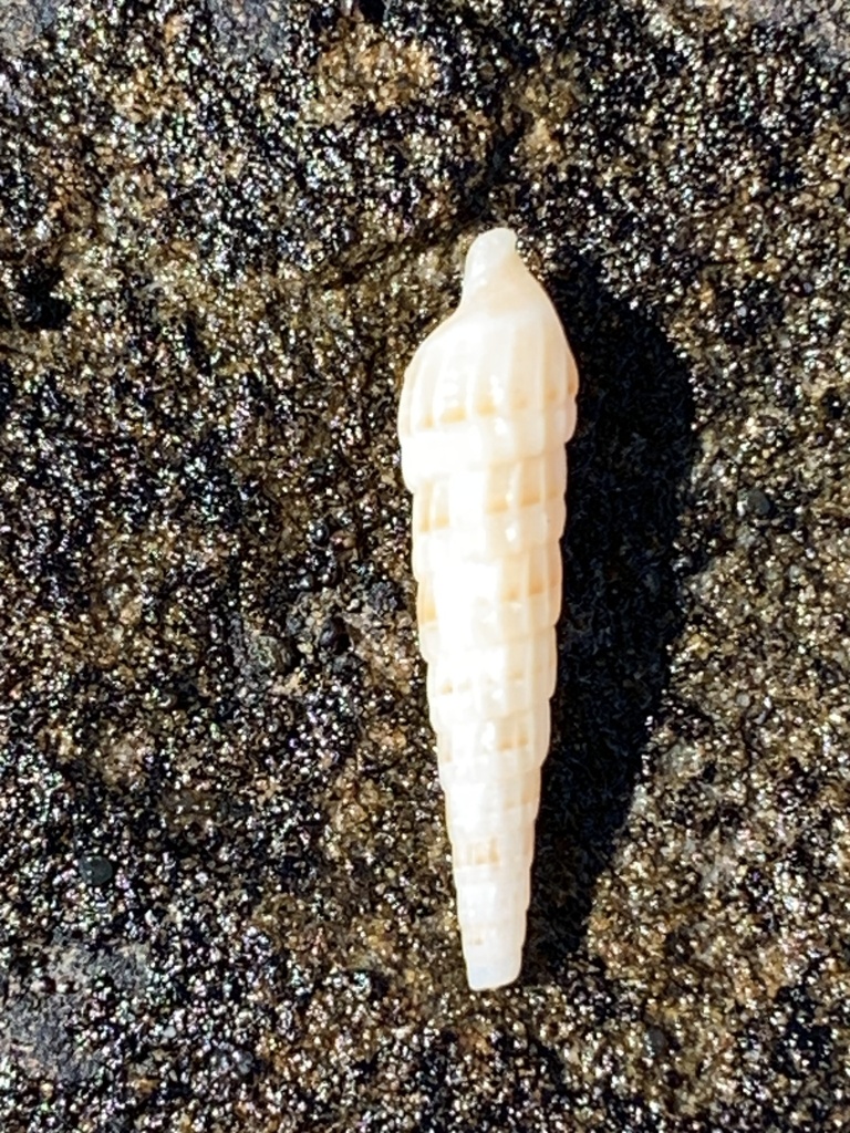 Punctoterebra venilia