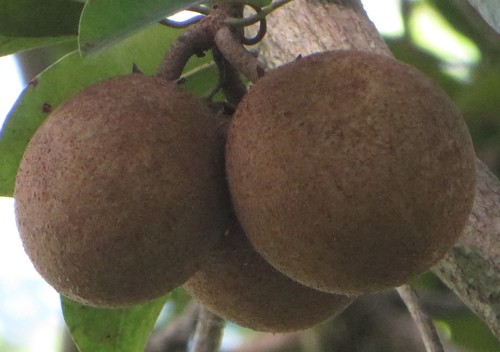 Manilkara zapota - Whole tree