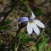 Lobelia pratioides - Photo (c) Marilyn Hewish, some rights reserved (CC BY-NC), uploaded by Marilyn Hewish