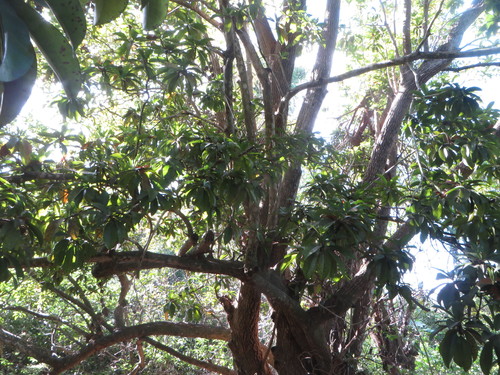 Manilkara zapota