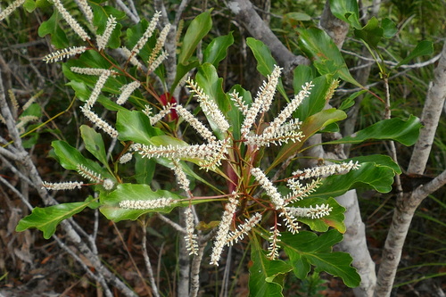 Beauprea spathulifolia