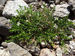 Arenaria serpens