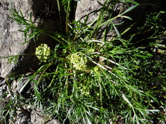 Azorella trifoliolata