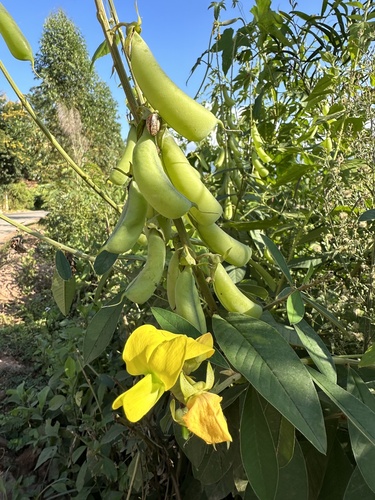 Crotalaria assamica iNat (3)